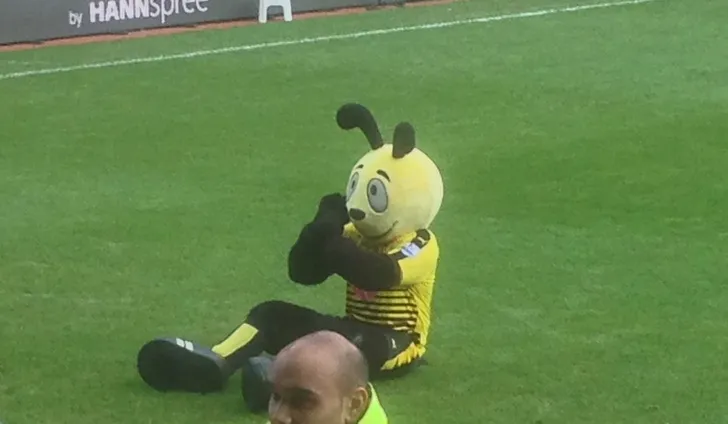 Linh vật Harry The Hornet, biểu tượng vui nhộn của CLB Watford